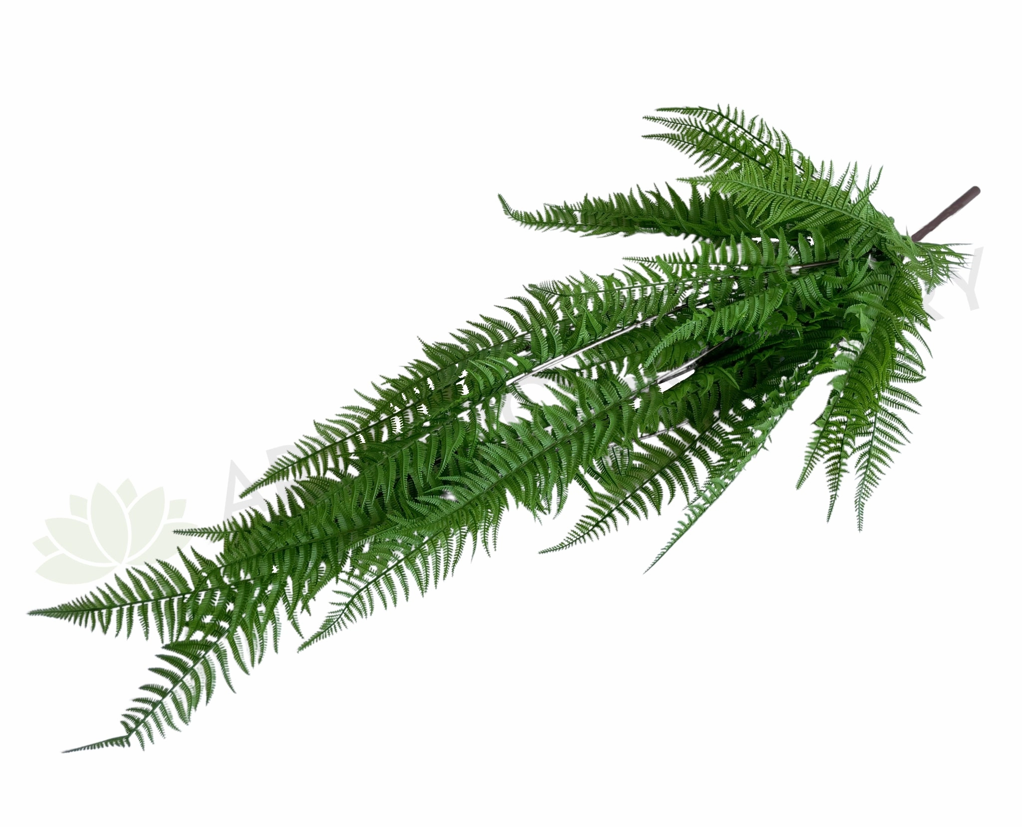 HP0076 Hanging Boston Fern 128cm summer vegetable seed  