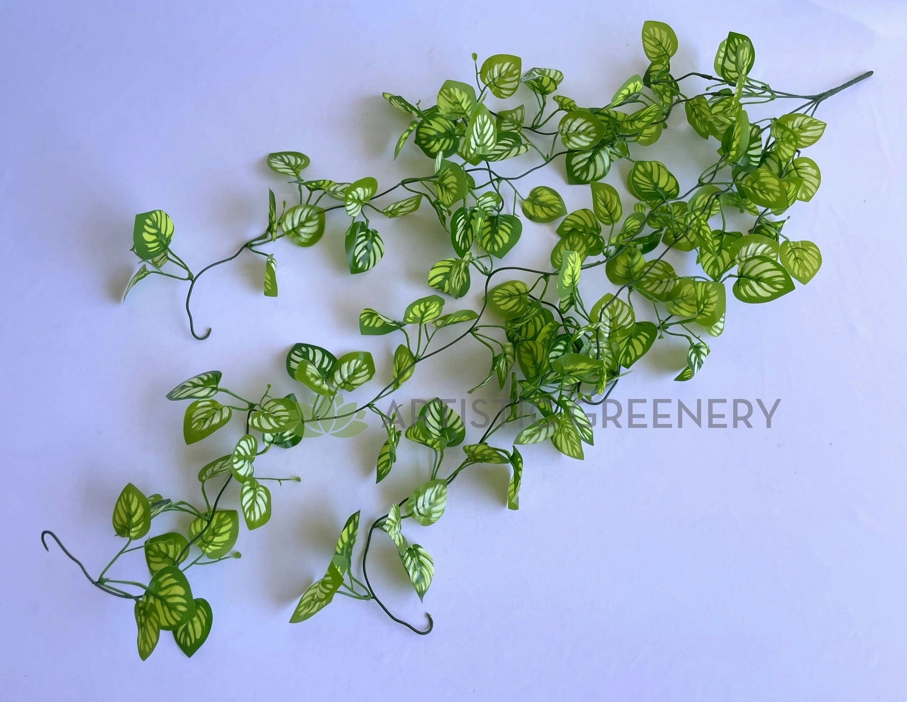 HP0081 Hanging Watermelon Peperomia 100cm