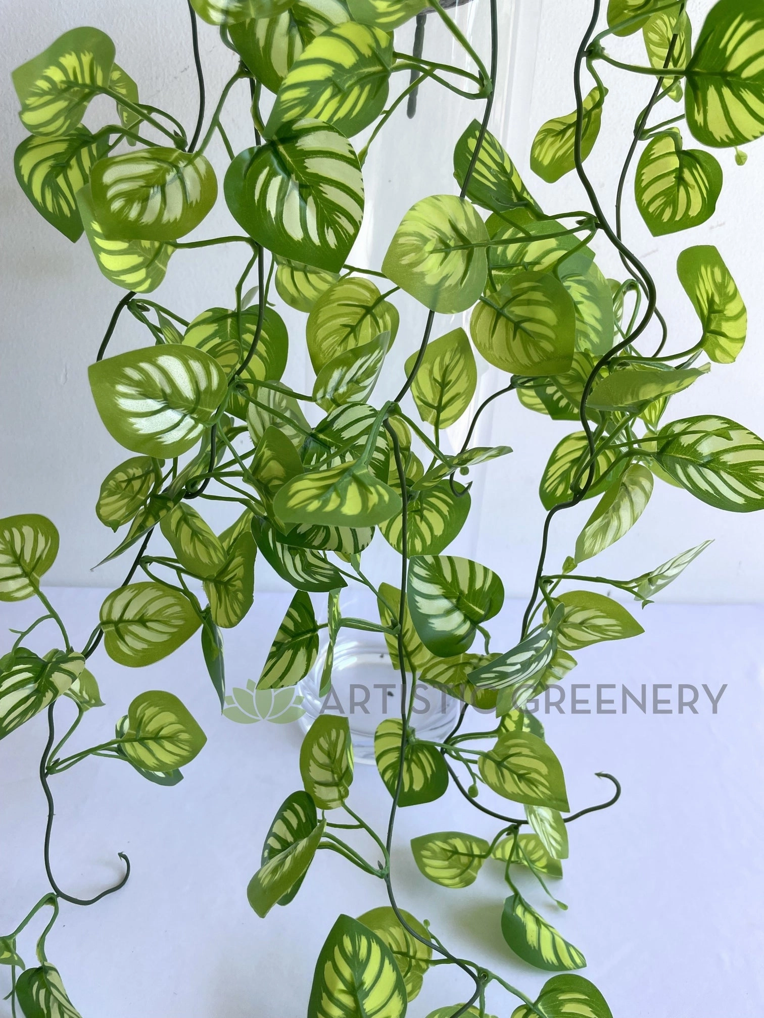 HP0081 Hanging Watermelon Peperomia 100cm