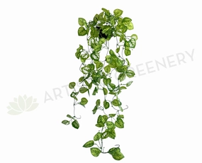HP0081 Hanging Watermelon Peperomia 100cm summer vegetable seed  