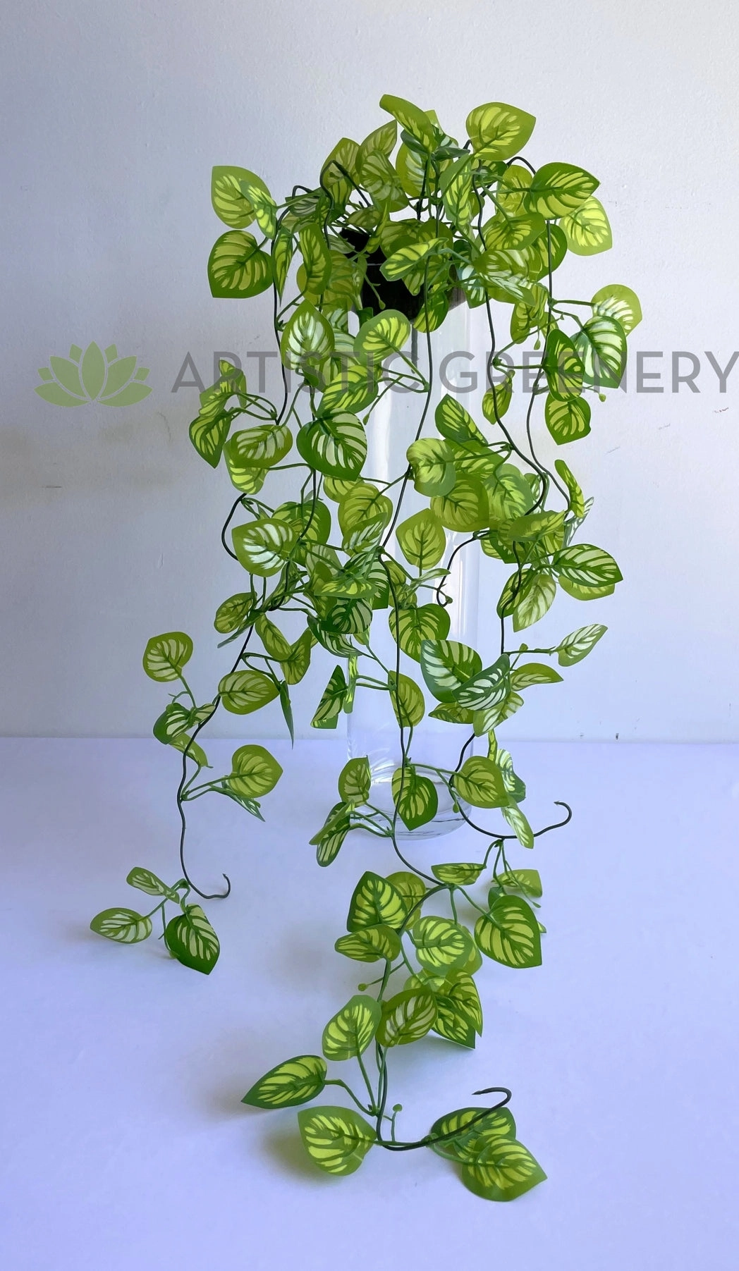 HP0081 Hanging Watermelon Peperomia 100cm