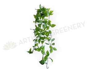 HP0082 Hanging Varigated Pothos 90cm summer vegetable seed  