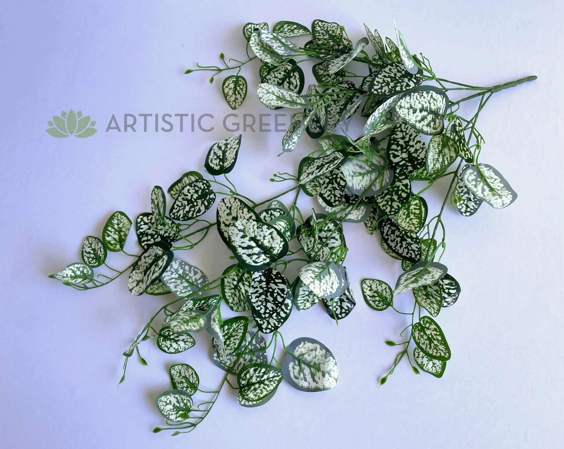 HP0083 Hanging Polka Dot / Freckle Plant 75cm