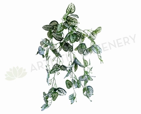 HP0083 Hanging Polka Dot / Freckle Plant 75cm summer vegetable seed  