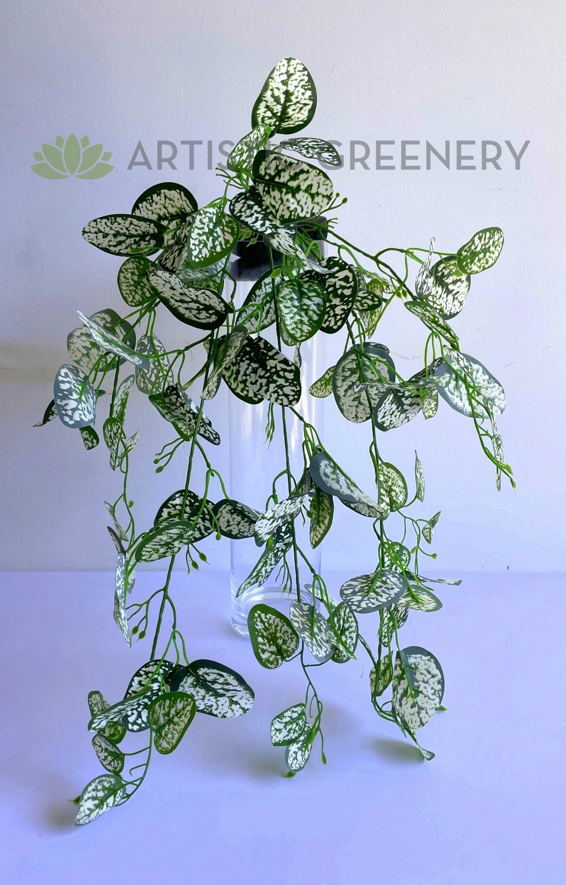 HP0083 Hanging Polka Dot / Freckle Plant 75cm