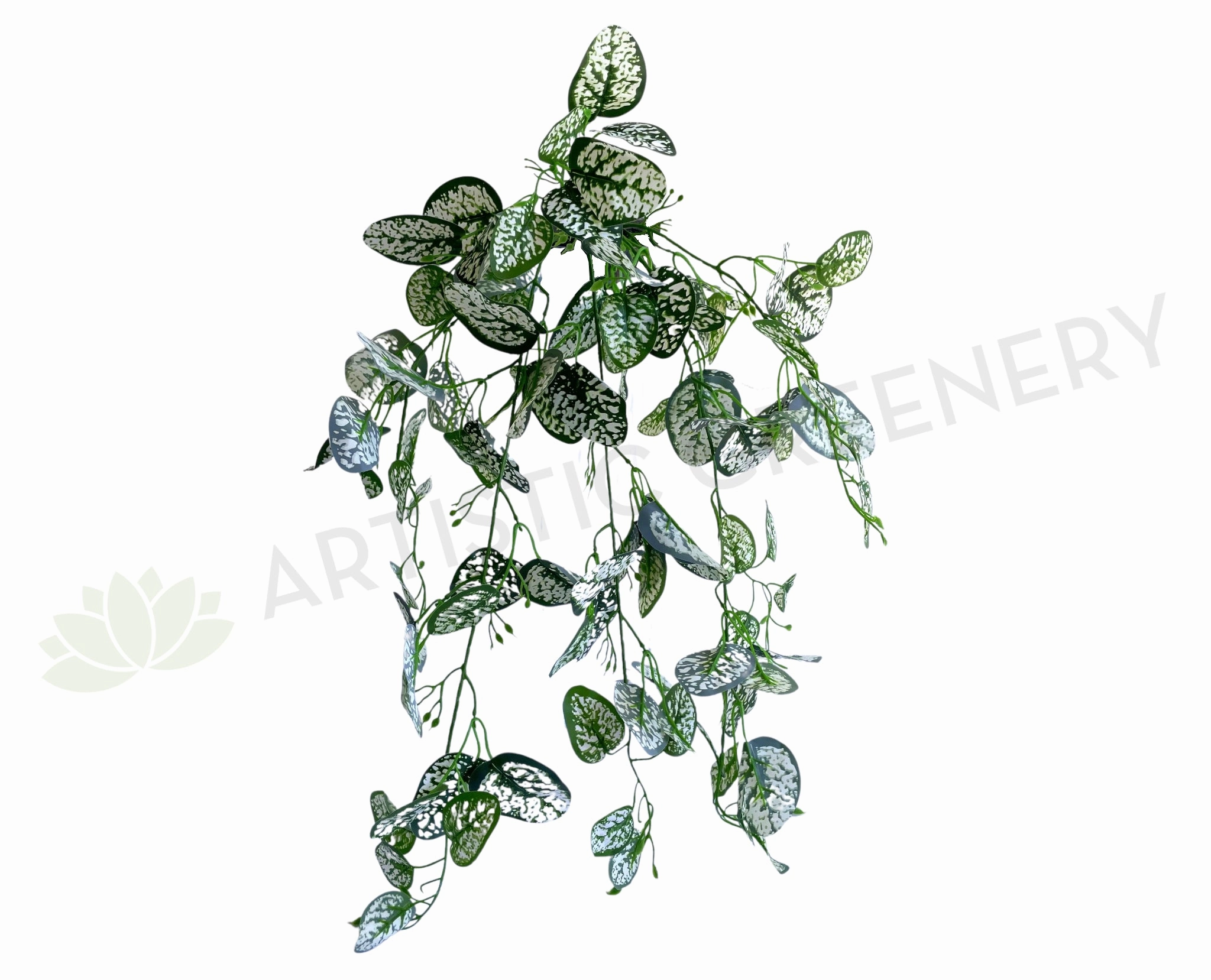 HP0083 Hanging Polka Dot / Freckle Plant 75cm summer vegetable seed  
