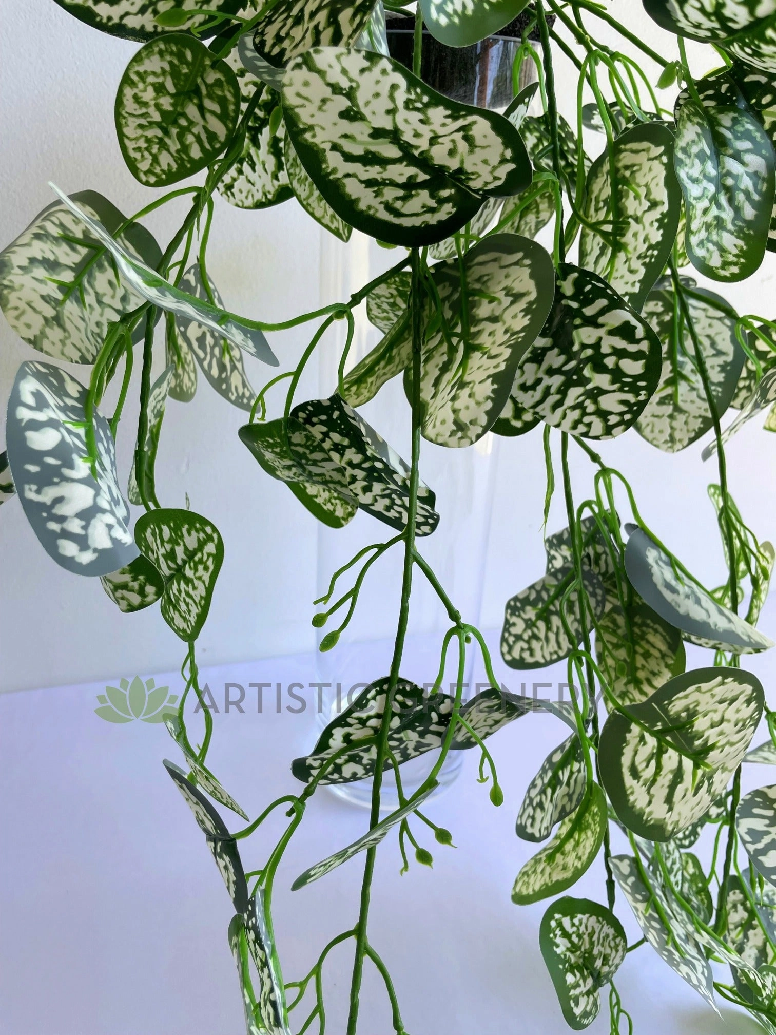 HP0083 Hanging Polka Dot / Freckle Plant 75cm
