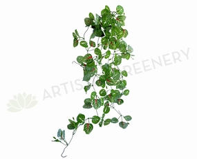 HP0084 Hanging Begonias 75cm summer vegetable seed  