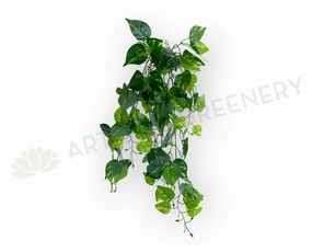 HP0085 Hanging Golden Pothos / Devil Ivy 80cm summer vegetable seed  