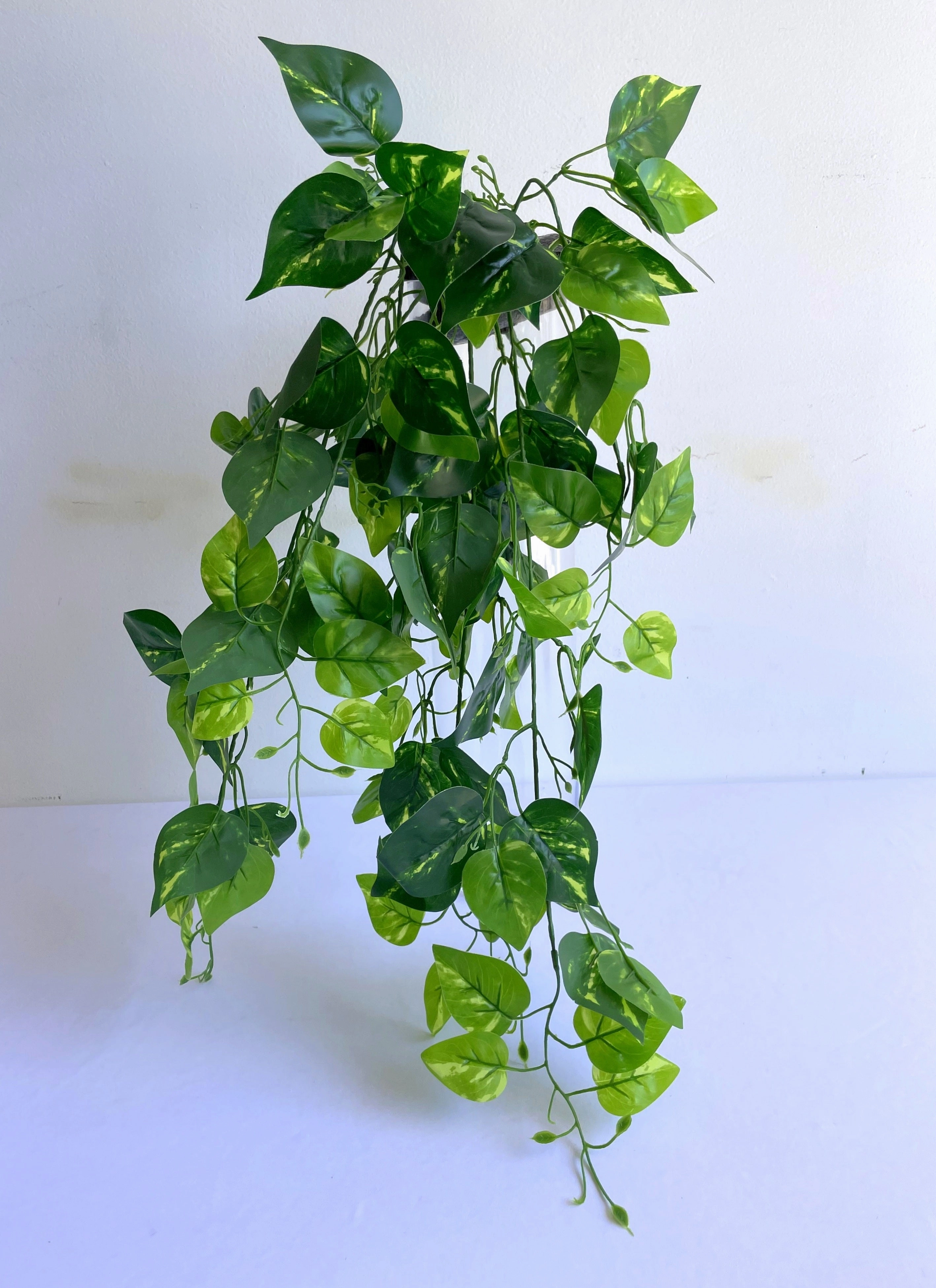 HP0085 Hanging Golden Pothos / Devil Ivy 80cm