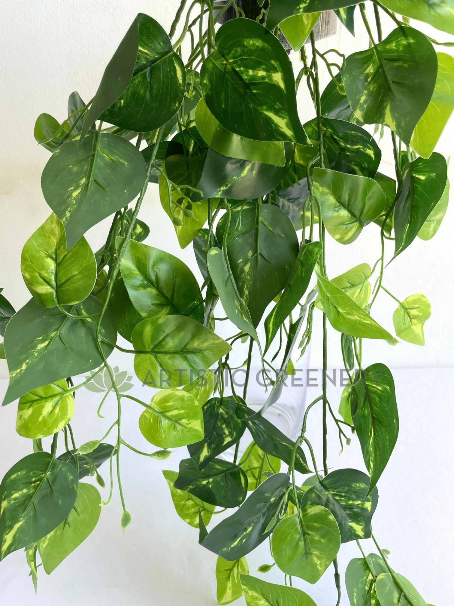HP0085 Hanging Golden Pothos / Devil Ivy 80cm