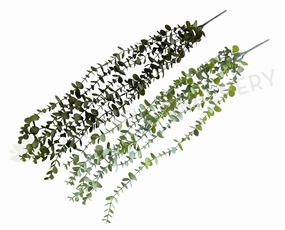 HP0089 Hanging Eucalyptus 65cm 2 Styles summer vegetable seed  