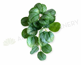 HP0095 Hanging Calathea Orbifolia 63cm summer vegetable seed  