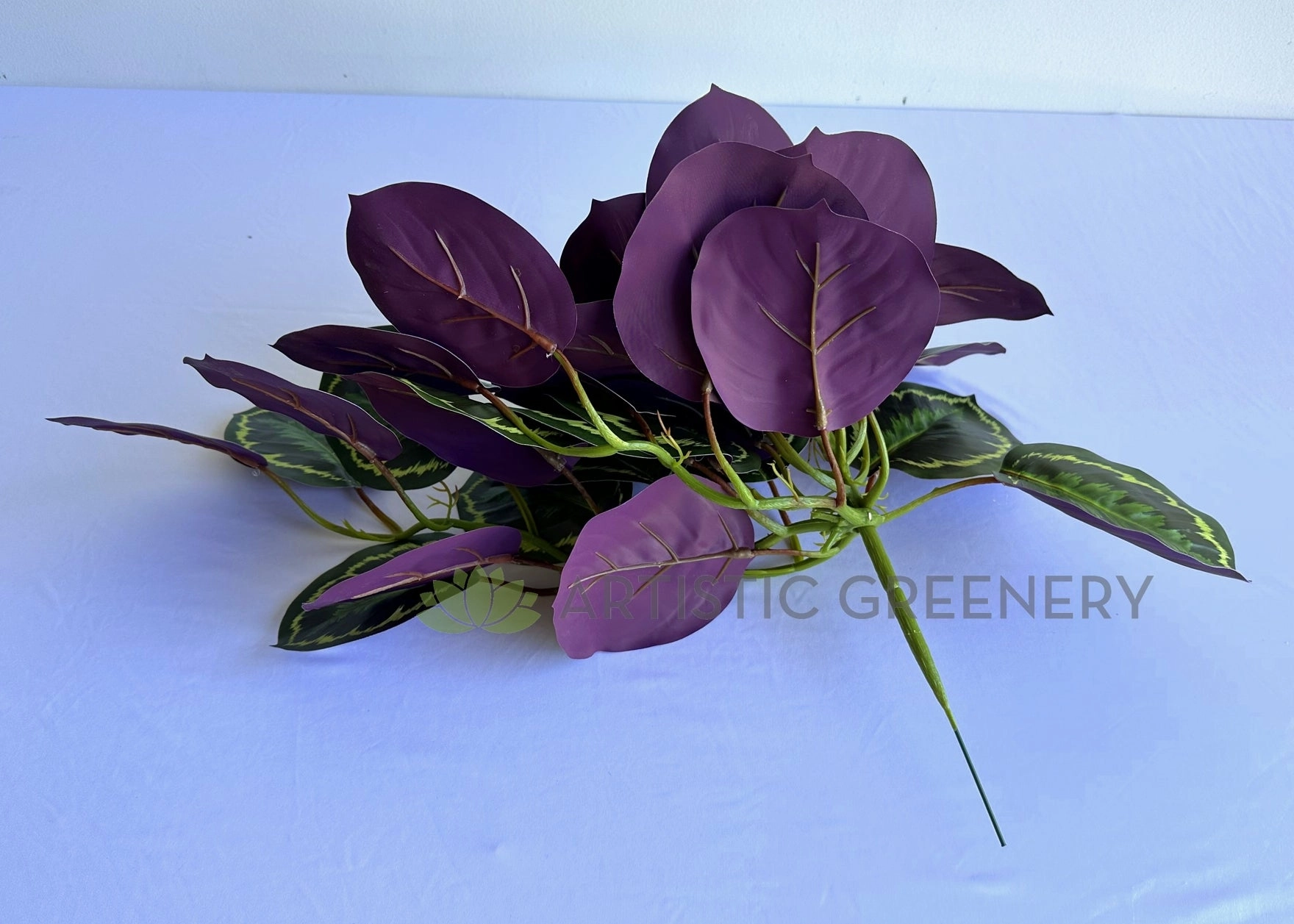 HP0096 Hanging Calathea Roseopicta 63cm