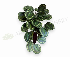 HP0096 Hanging Calathea Roseopicta 63cm summer vegetable seed  