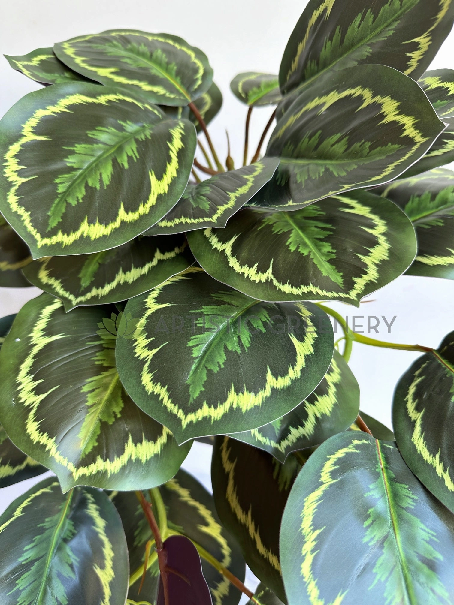 HP0096 Hanging Calathea Roseopicta 63cm