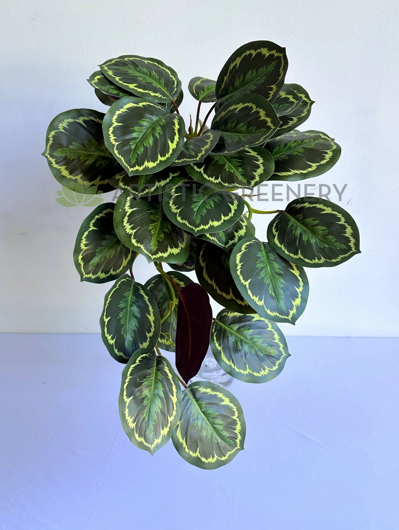 HP0096 Hanging Calathea Roseopicta 63cm