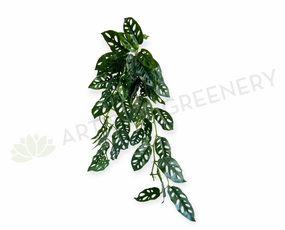 HP0098L Hanging Swiss Cheese Plant (Large) 95cm xl flower pot  