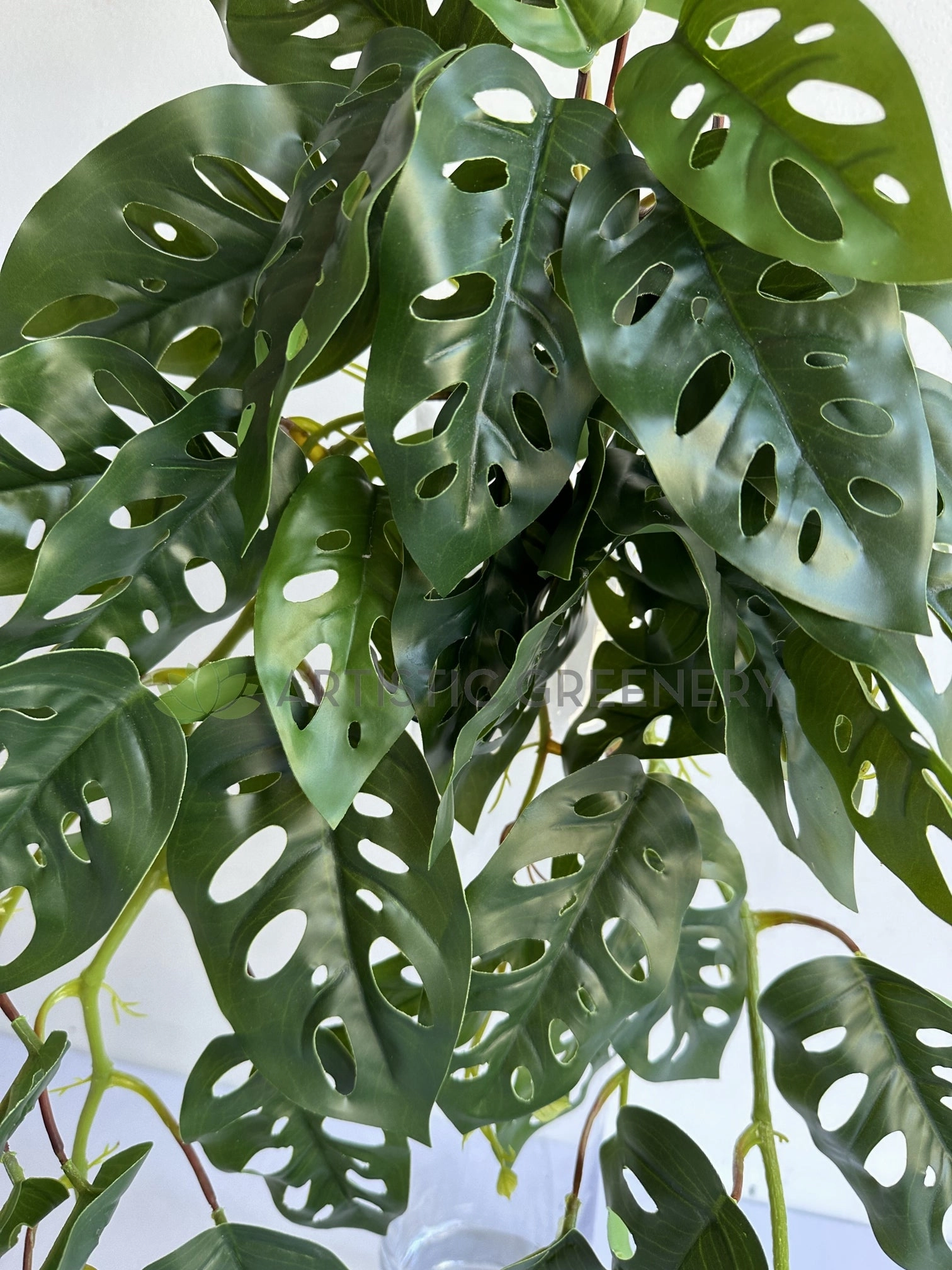 HP0098L Hanging Swiss Cheese Plant (Large) 95cm