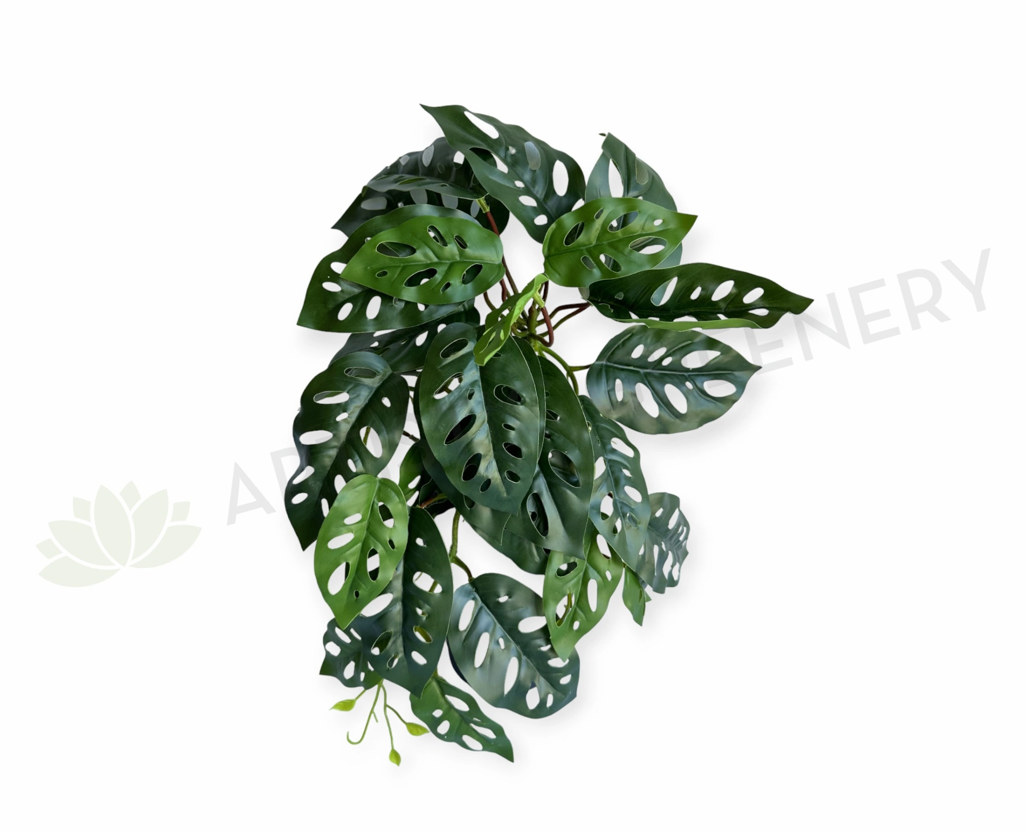 HP0098S Hanging Swiss Cheese Plant (Small) 50cm summer vegetable seed  