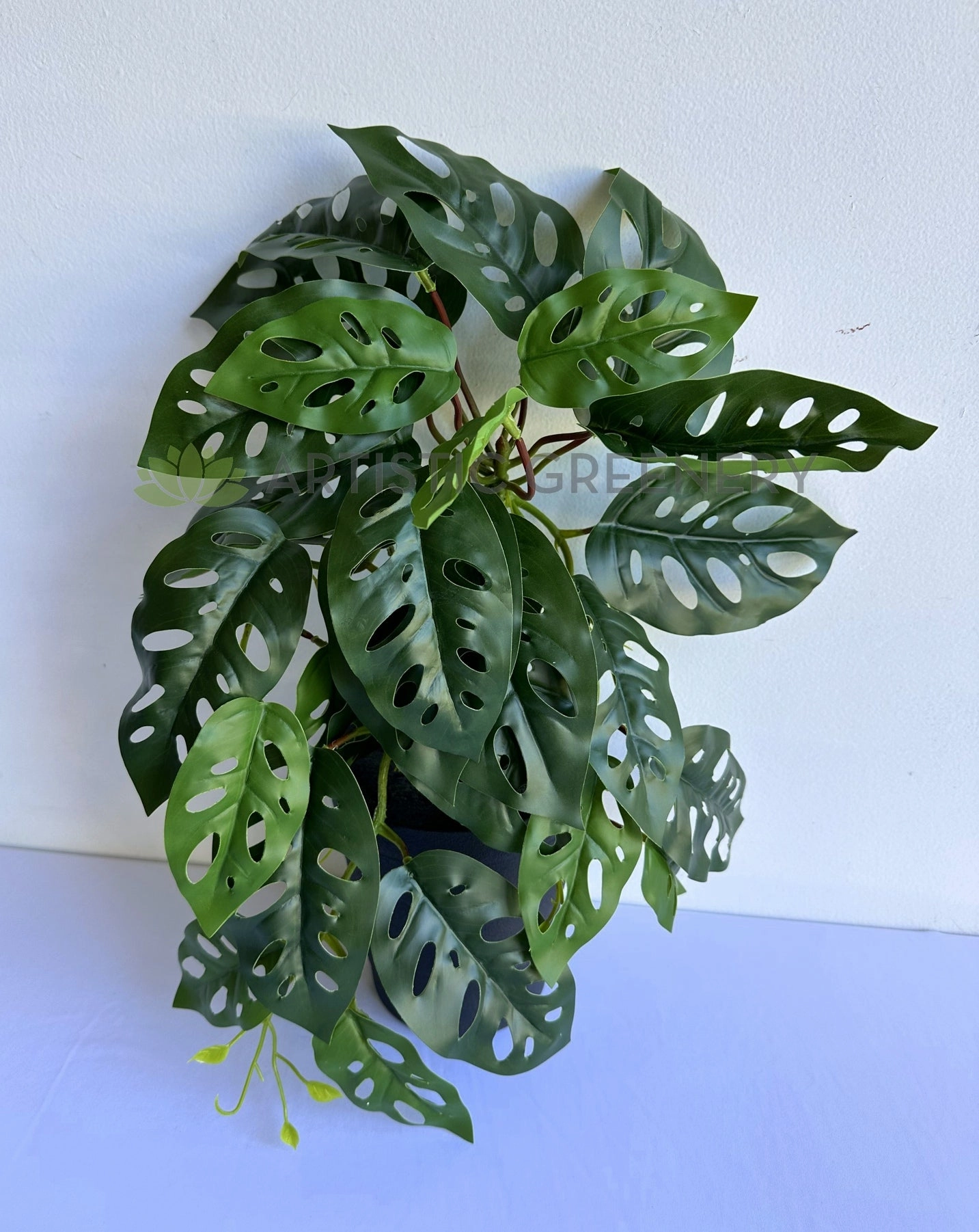 HP0098S Hanging Swiss Cheese Plant (Small) 50cm