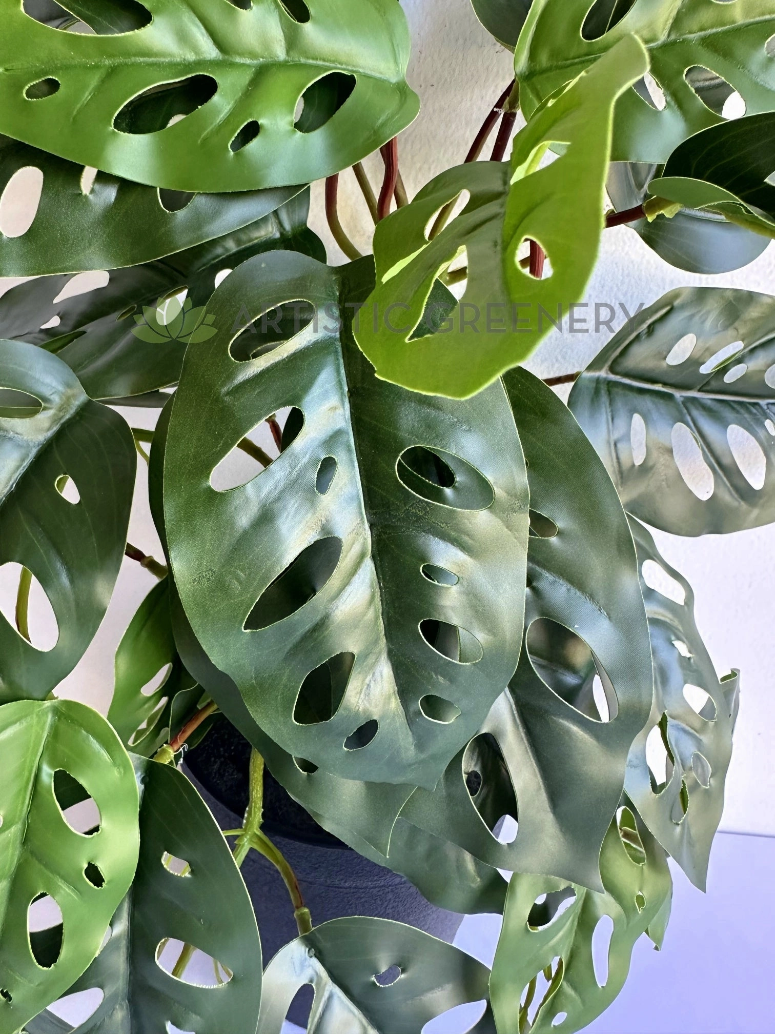 HP0098S Hanging Swiss Cheese Plant (Small) 50cm