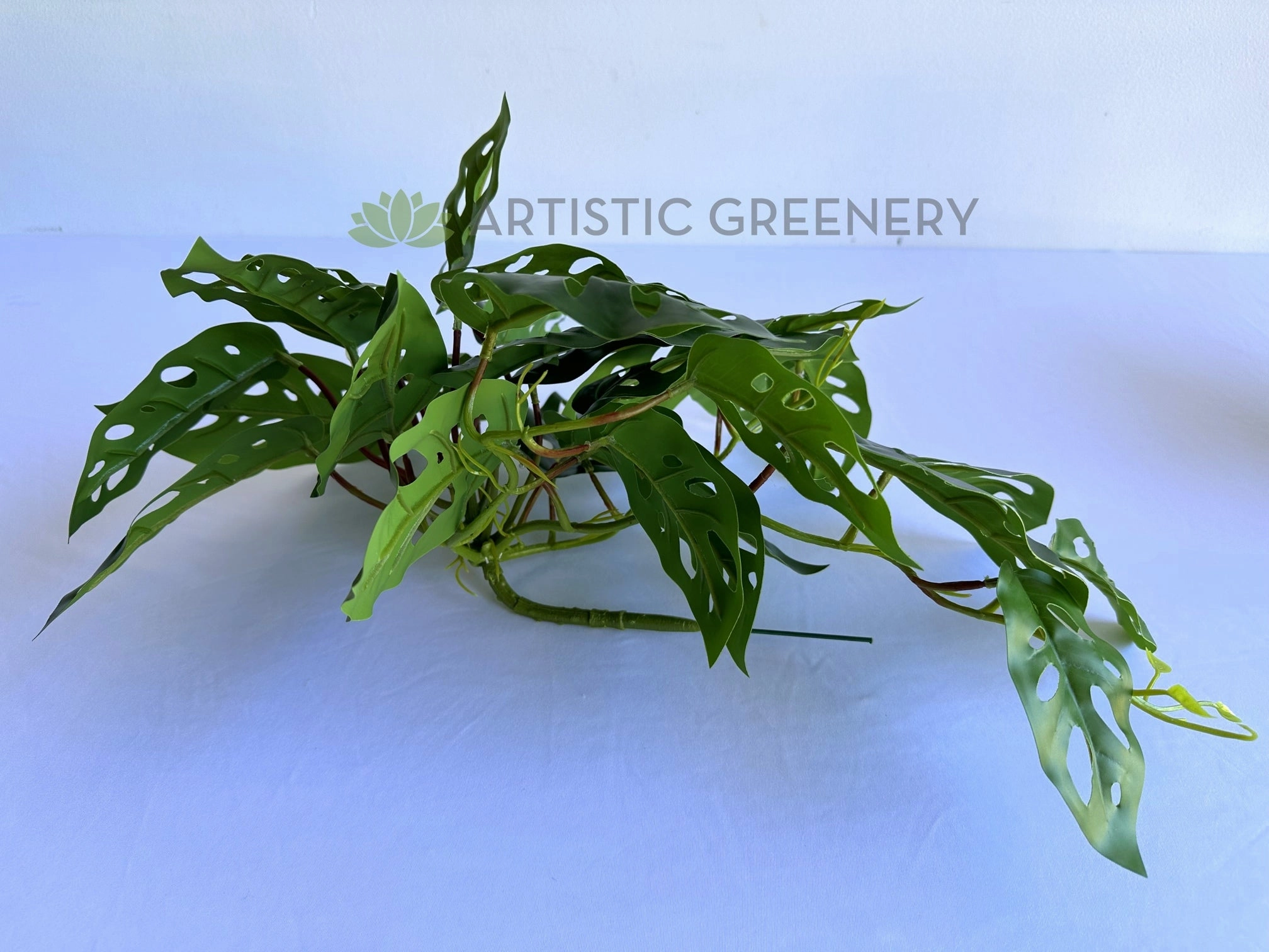 HP0098S Hanging Swiss Cheese Plant (Small) 50cm