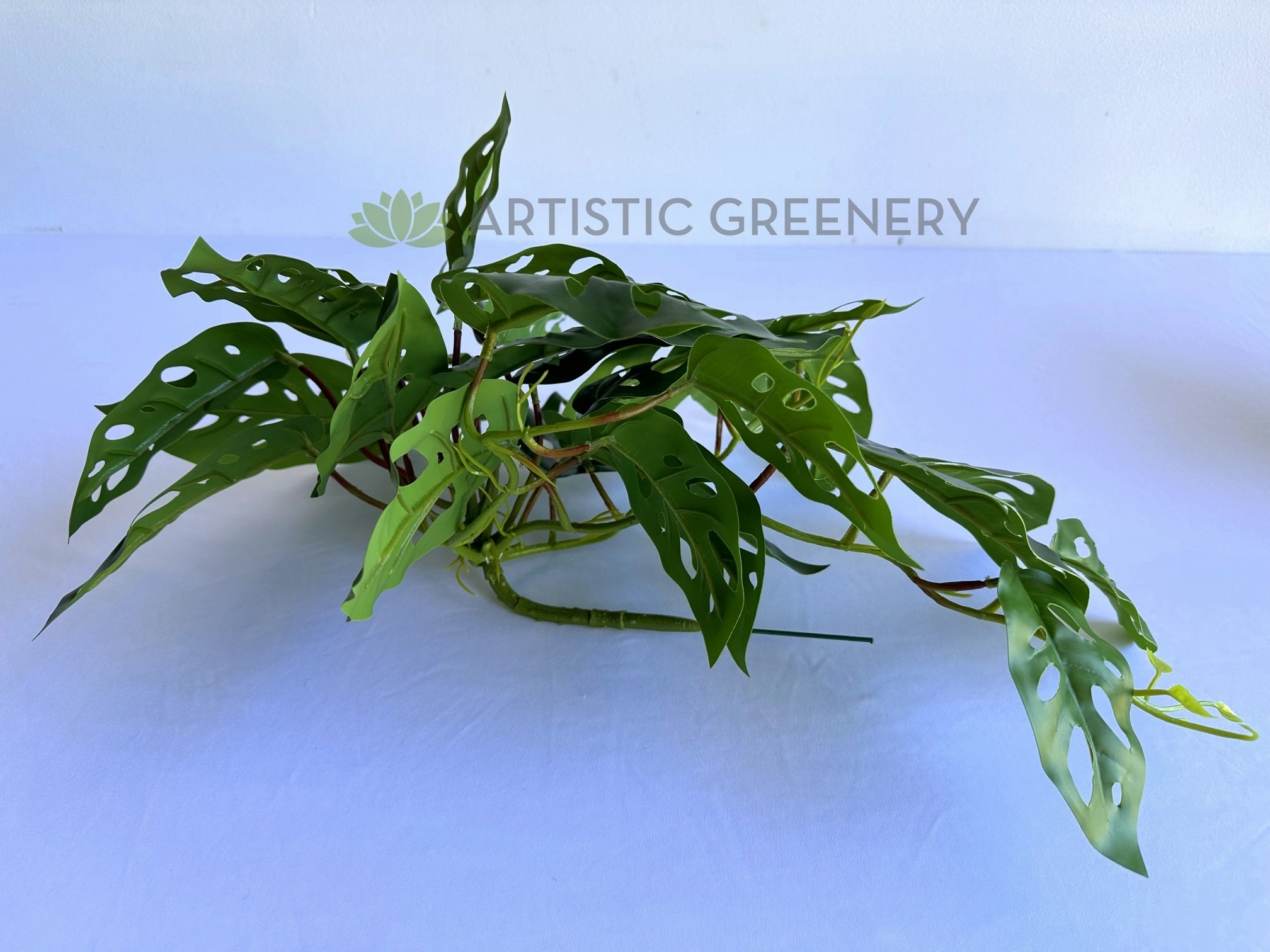 HP0098S Hanging Swiss Cheese Plant (Small) 50cm