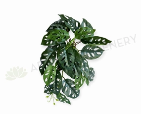 HP0098S Hanging Swiss Cheese Plant (Small) 50cm xl flower pot  