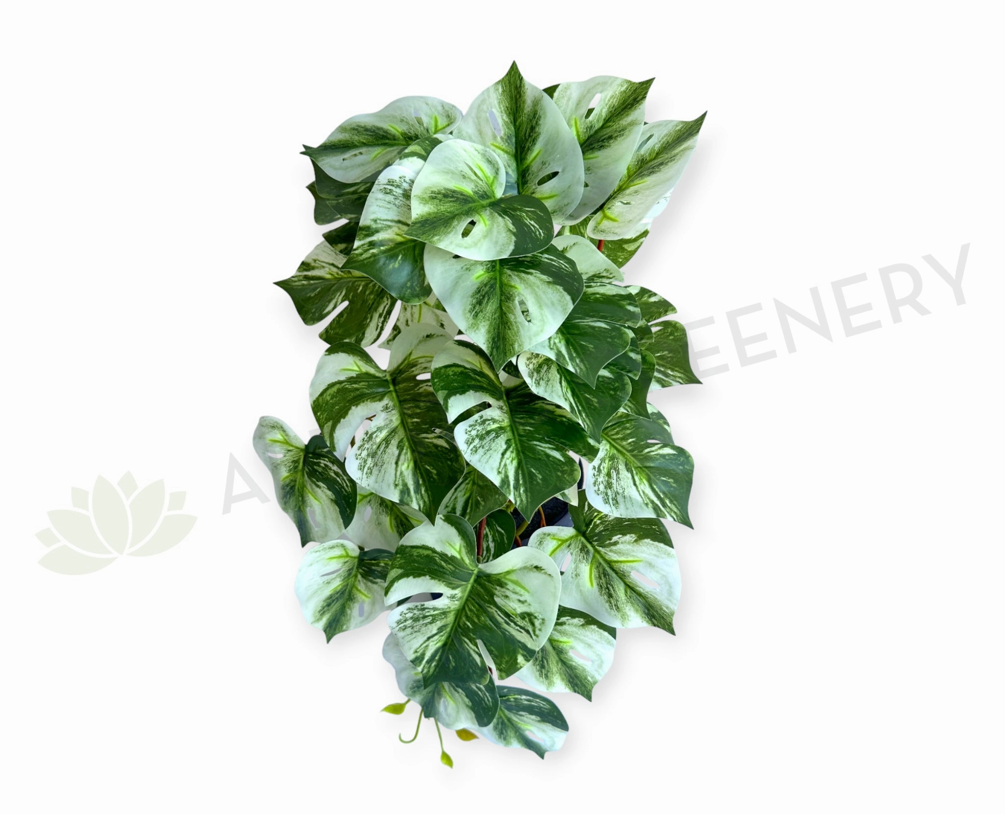 HP0099 Hanging Swiss Cheese Plant Variegated 49cm xl flower pot  