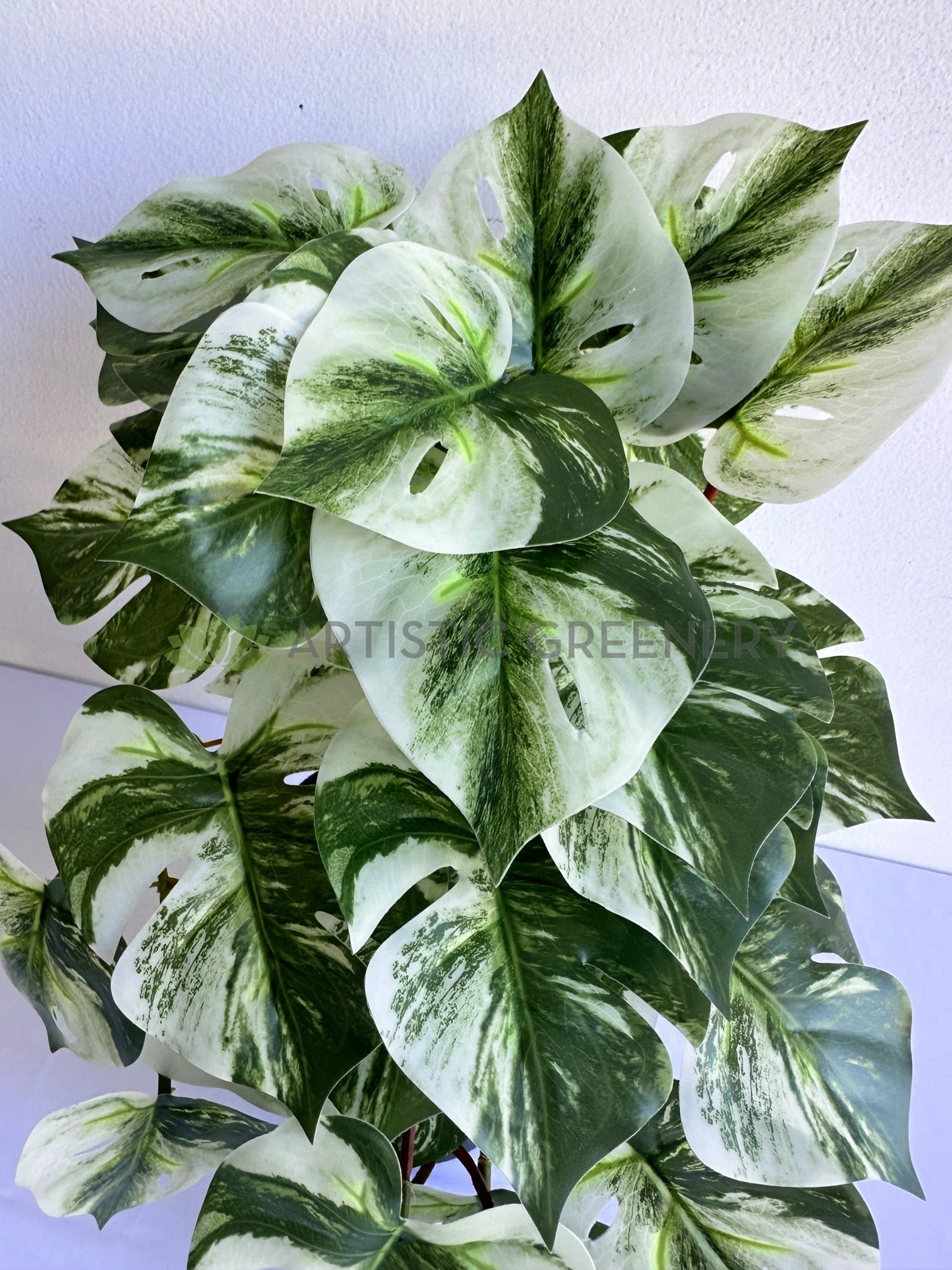 HP0099 Hanging Swiss Cheese Plant Variegated 49cm