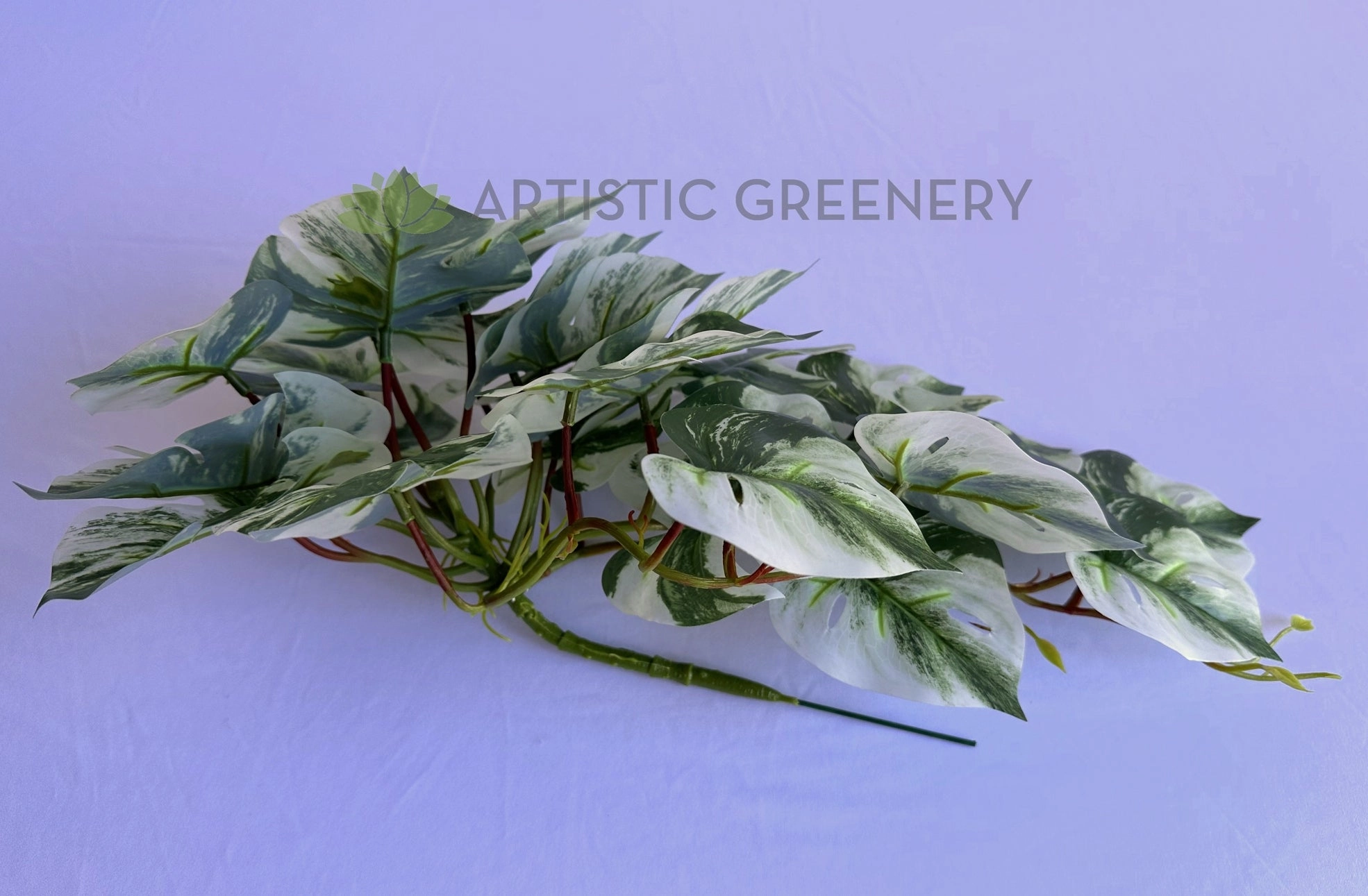 HP0099 Hanging Swiss Cheese Plant Variegated 49cm