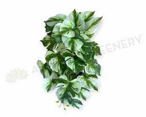 HP0099 Hanging Swiss Cheese Plant Variegated 49cm summer vegetable seed  