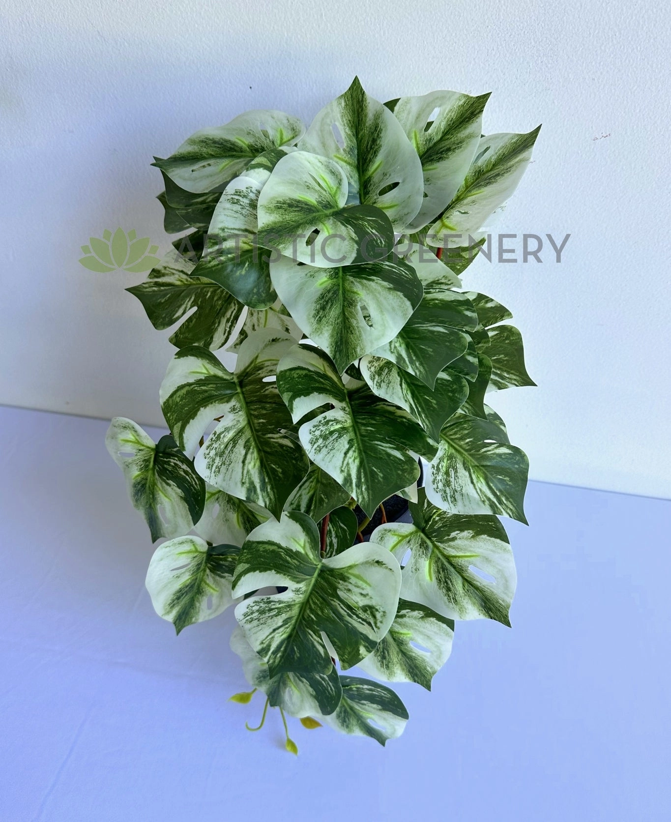 HP0099 Hanging Swiss Cheese Plant Variegated 49cm