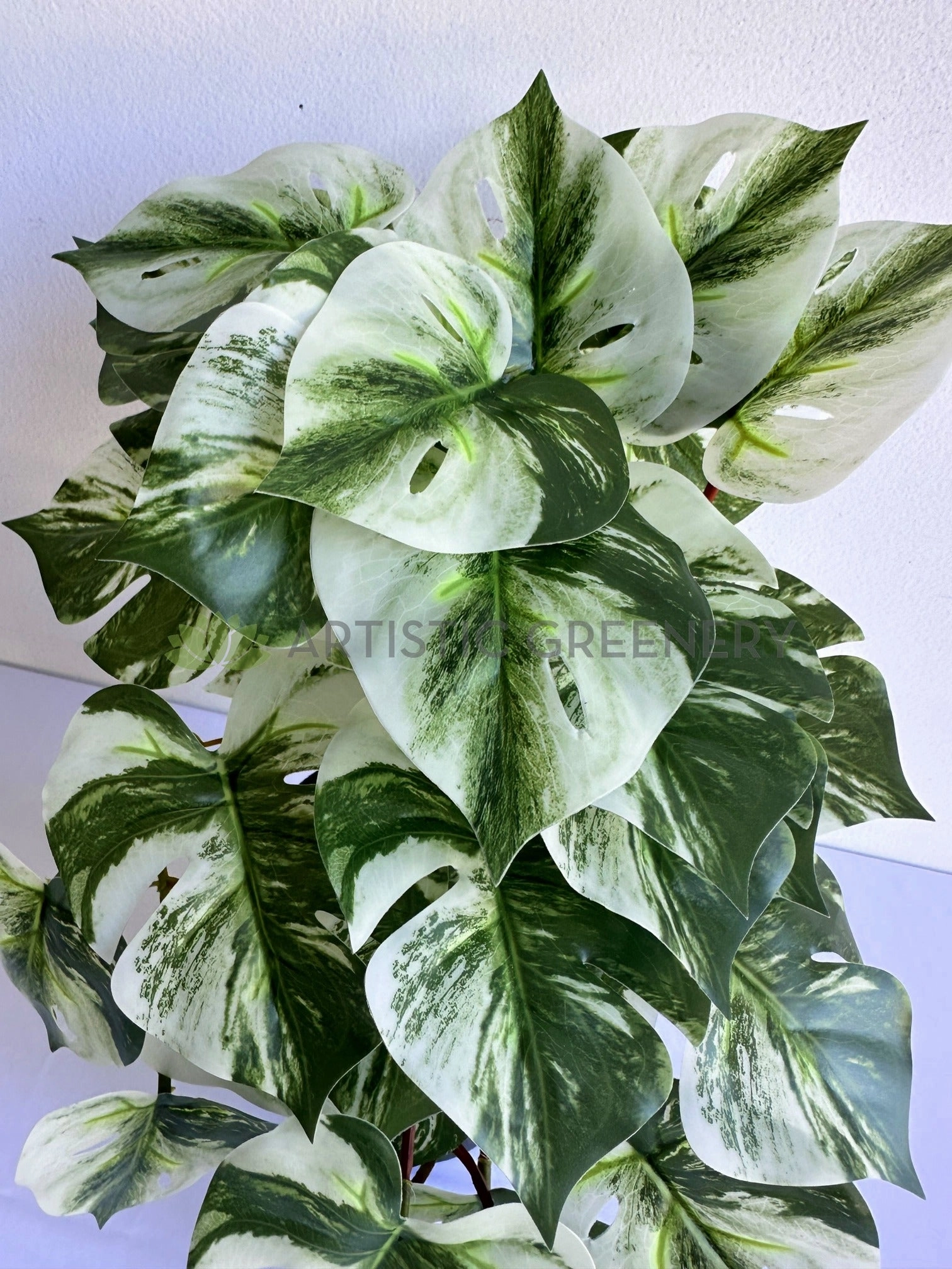 HP0099 Hanging Swiss Cheese Plant Variegated 49cm