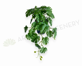 HP0100 Hanging Monstera Plant 46cm xl flower pot  