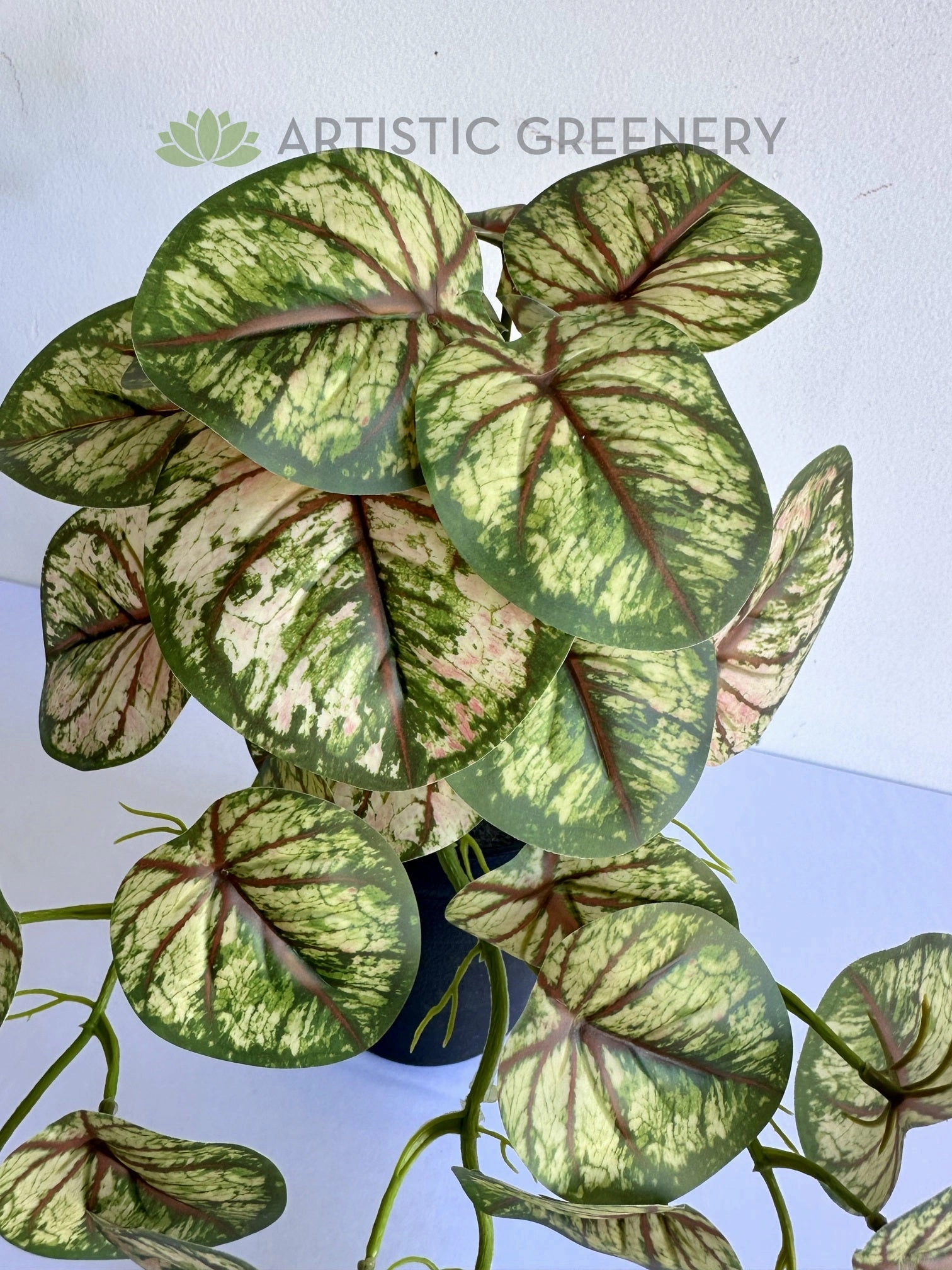 HP0101 Hanging Caladium Plant 46cm (2 Styles Red / White)