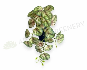 HP0101 Hanging Caladium Plant 46cm (2 Styles Red / White) summer vegetable seed  