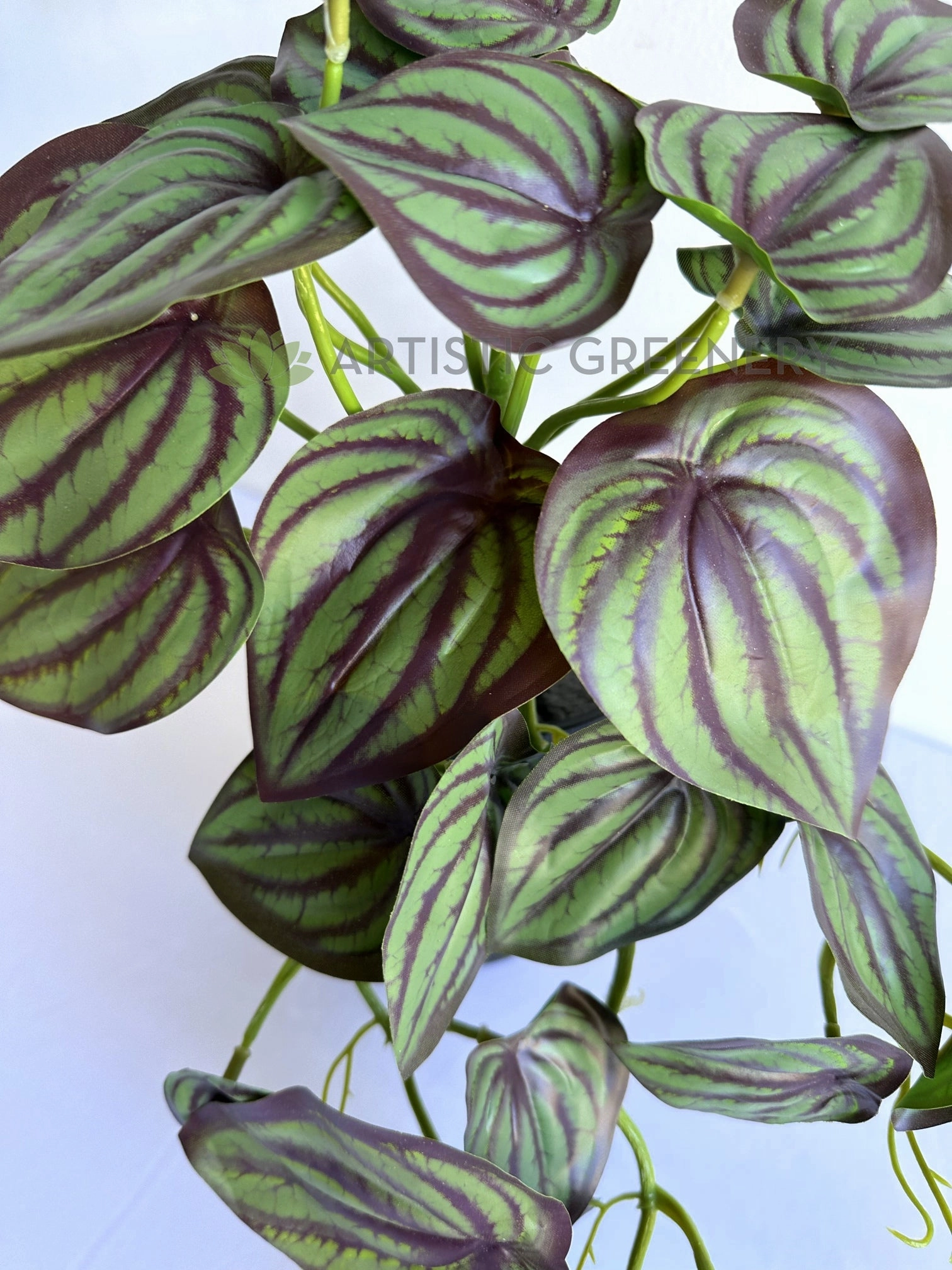 HP0102 Hanging Calathea Orbifolia 46cm Purple