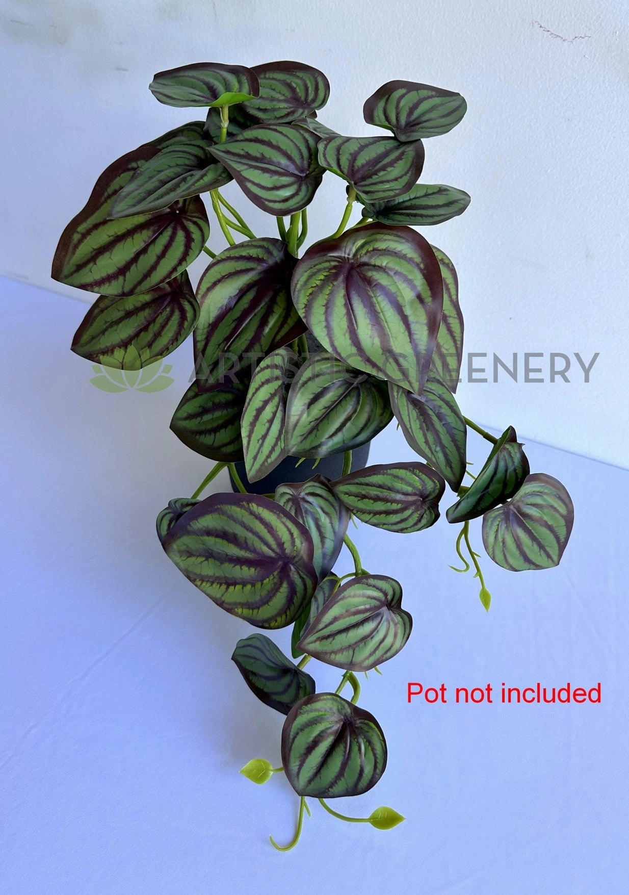 HP0102 Hanging Calathea Orbifolia 46cm Purple