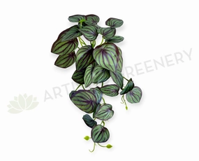 HP0102 Hanging Calathea Orbifolia 46cm Purple summer vegetable seed  