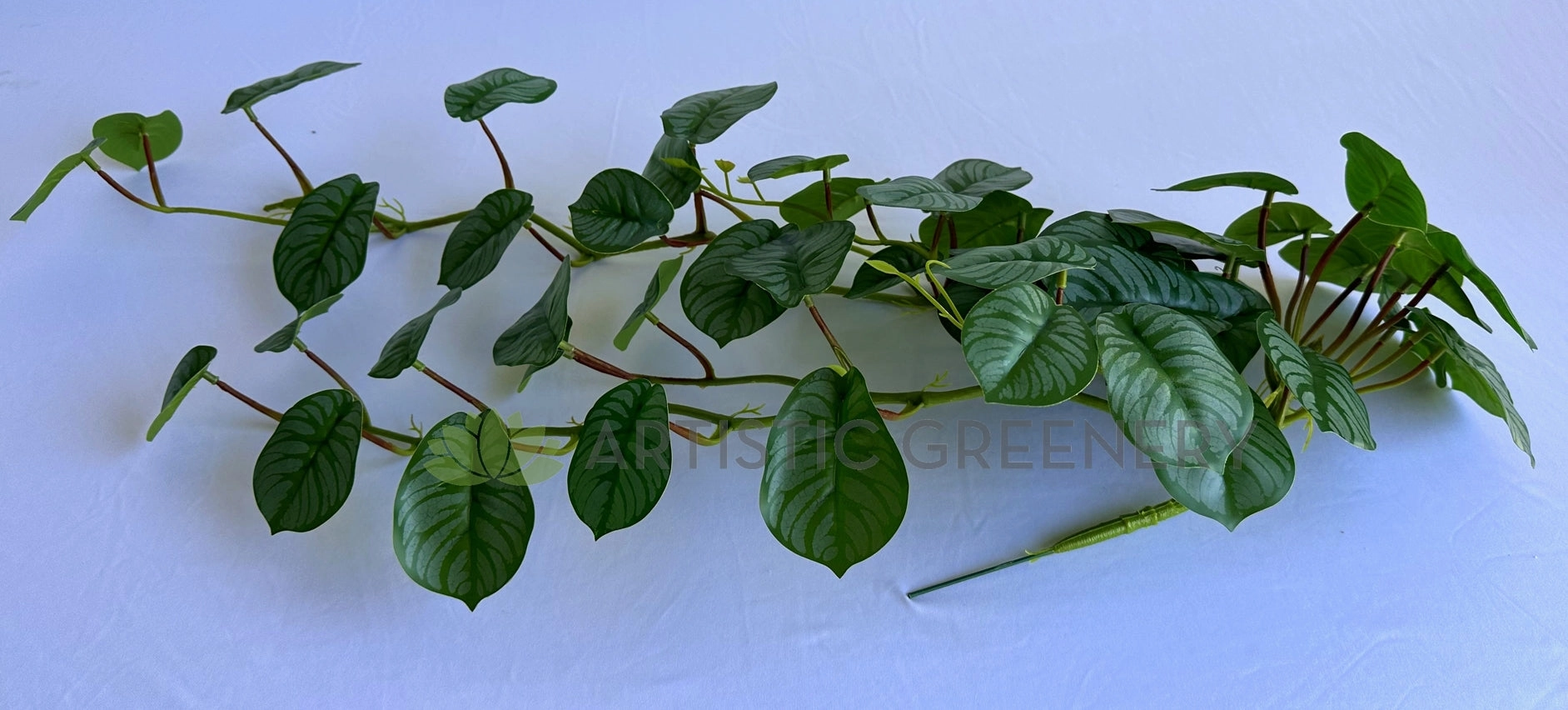 HP0103 Hanging Calathea Orbifolia 85cm Green