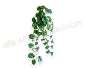 HP0103 Hanging Calathea Orbifolia 85cm Green xl flower pot  