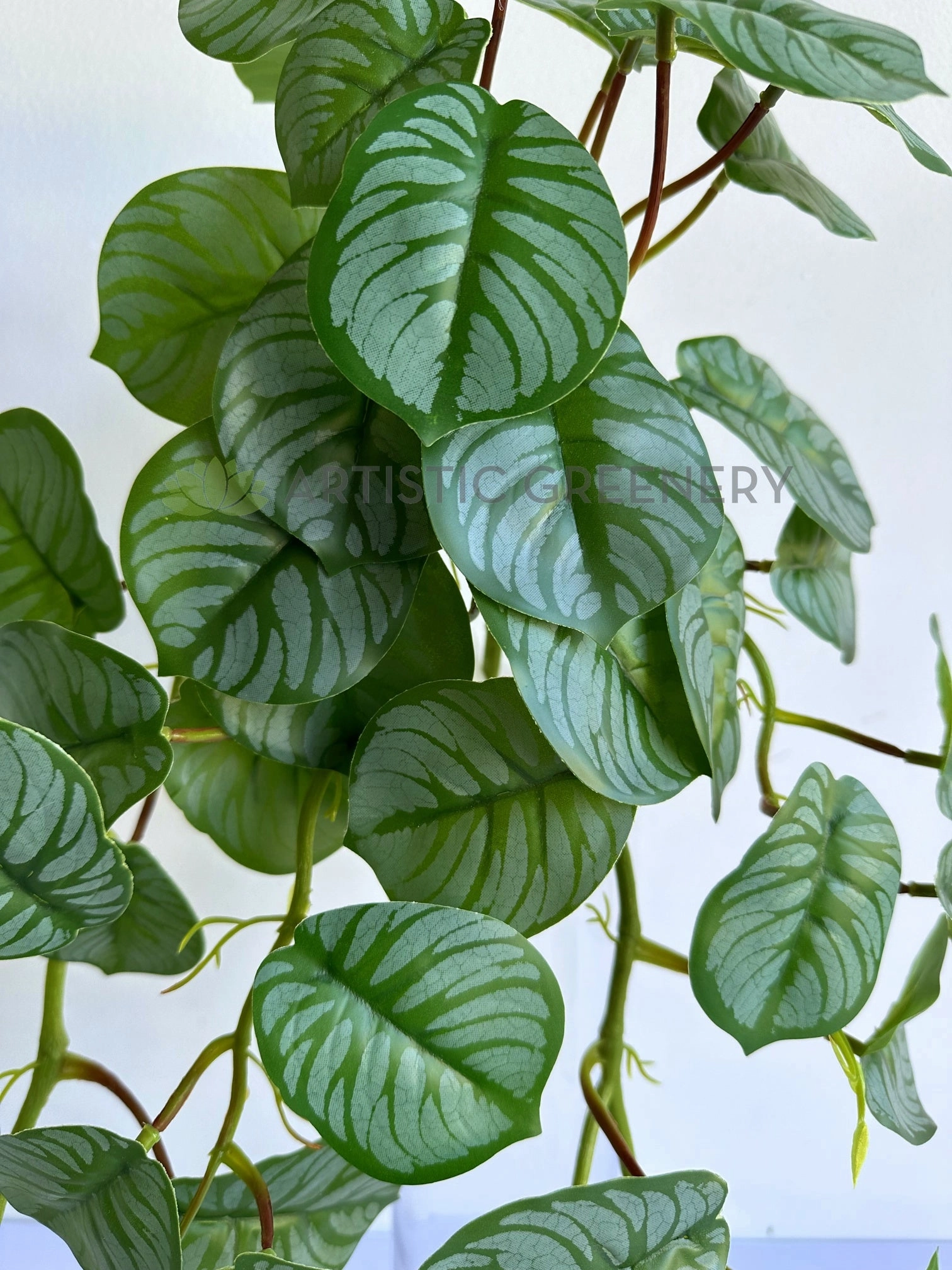 HP0103 Hanging Calathea Orbifolia 85cm Green