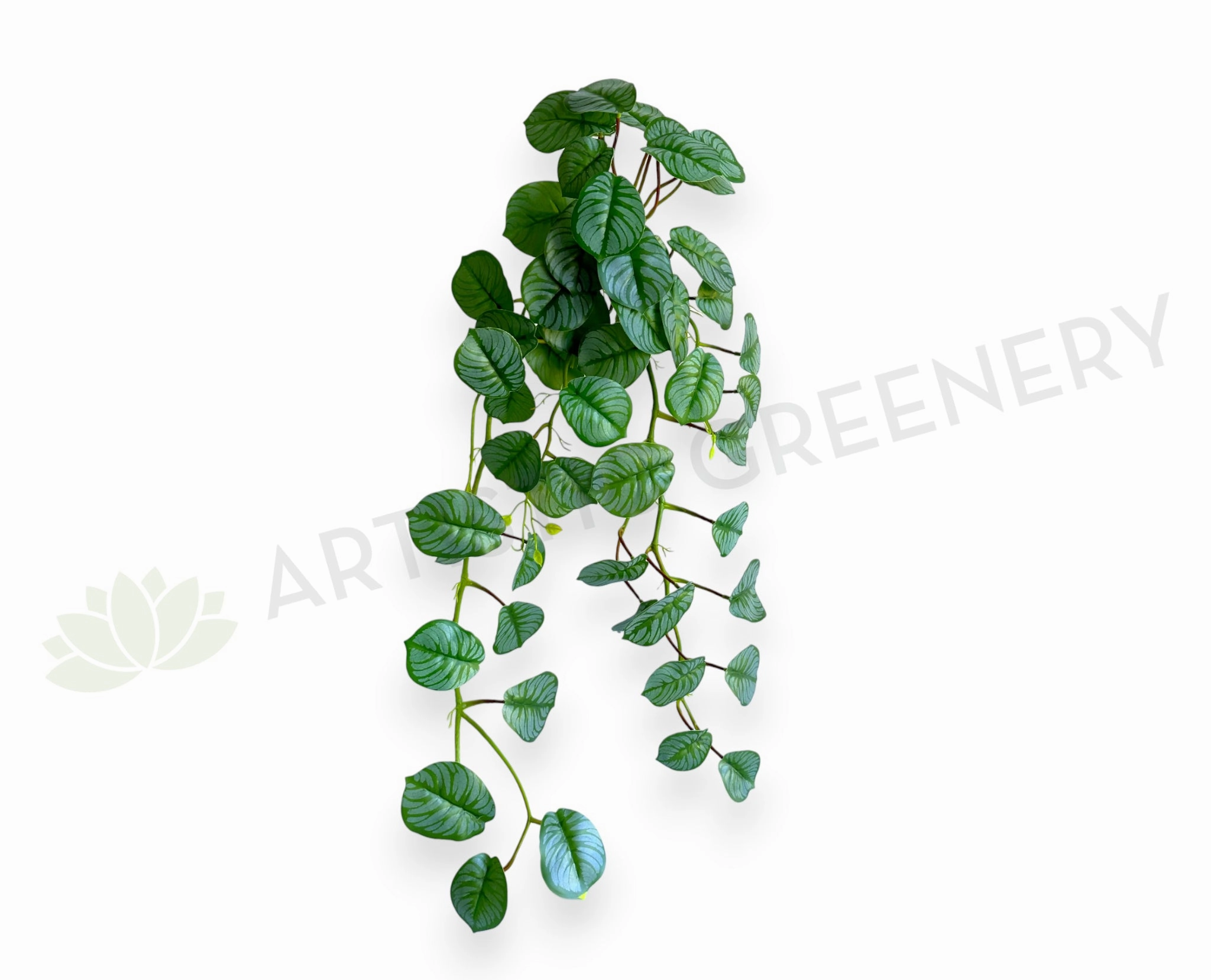 HP0103 Hanging Calathea Orbifolia 85cm Green xl flower pot  