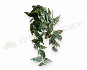HP0105 Hanging Polka Begonia / Begonia Maculata 84cm Purple xl flower pot  