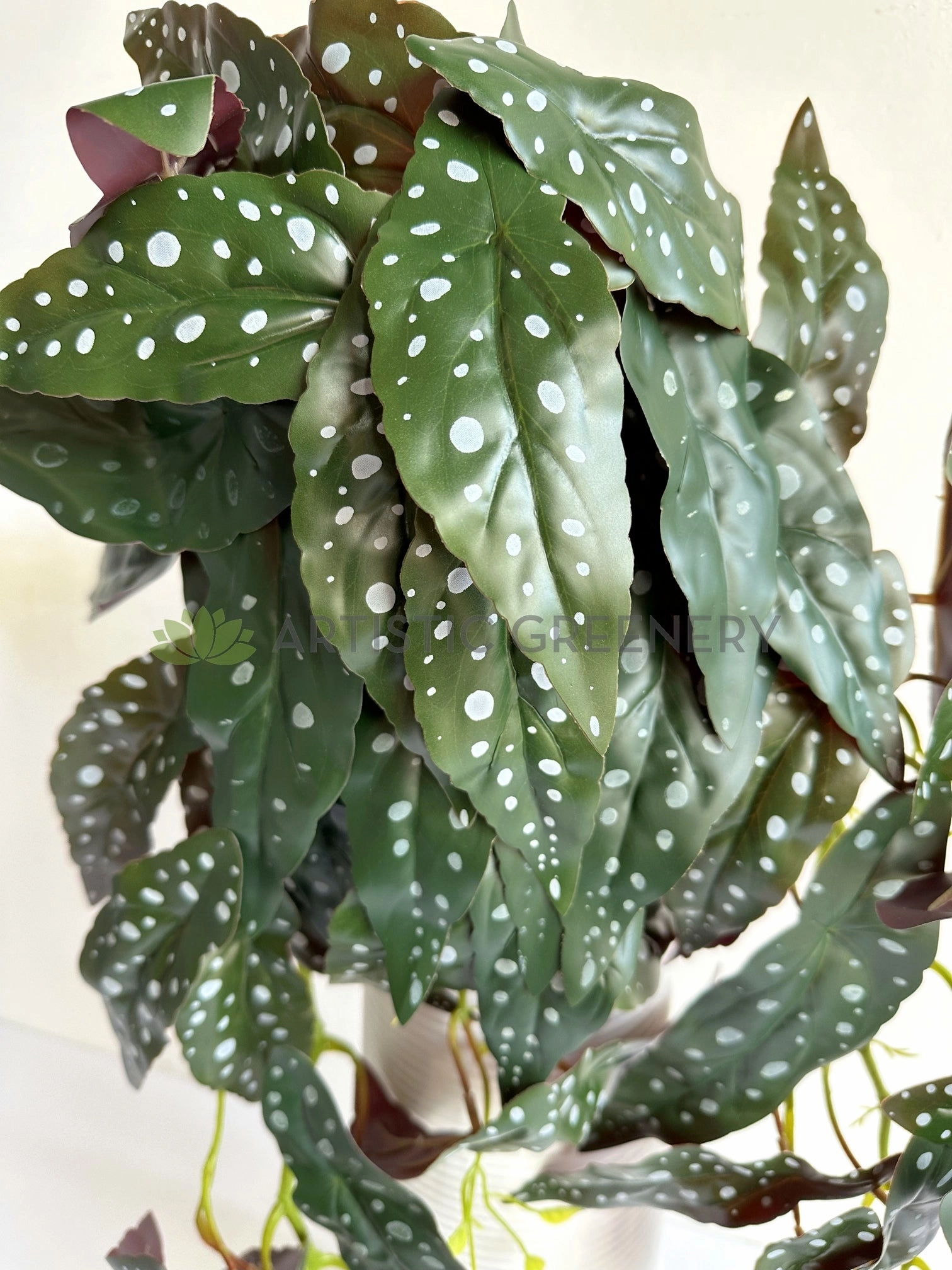 HP0105 Hanging Polka Begonia / Begonia Maculata 84cm Purple