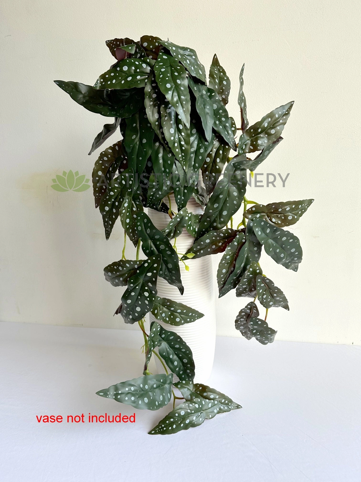 HP0105 Hanging Polka Begonia / Begonia Maculata 84cm Purple