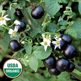 Huckleberry, Garden Variety Seeds Organic small flower pot  