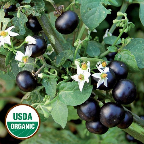 Huckleberry, Garden Variety Seeds Organic small flower pot  